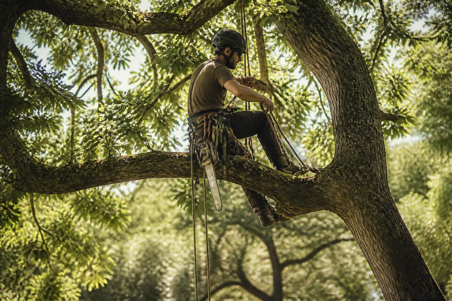 Élagueur grimpeur sur cordes dans un grand arbre à Montigny-lès-Cormeilles (95)